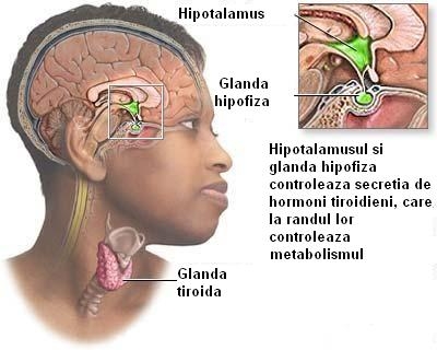 imagini functia tiroida